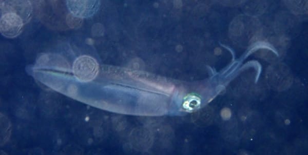 Aori-ika (bigfin reef squid) egg-laying, Izu Peninsula