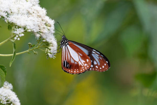 Asagi-madara Butterfly Migration