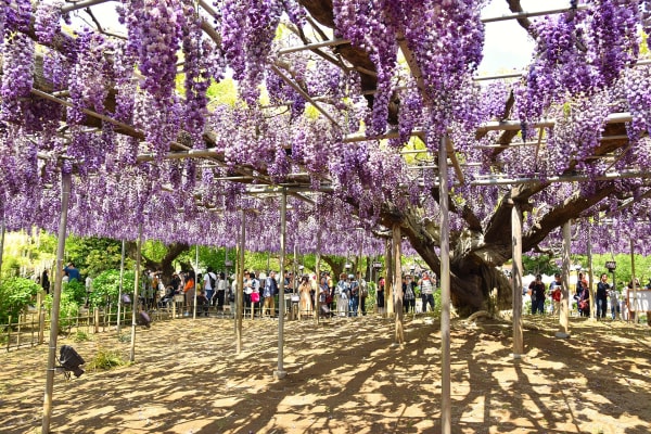 Ashikaga Great Wisteria Superbloom