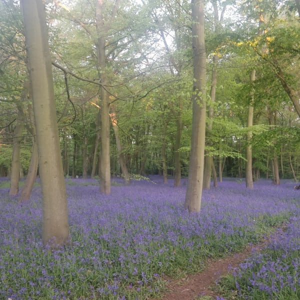 Bluebell Woods (England)