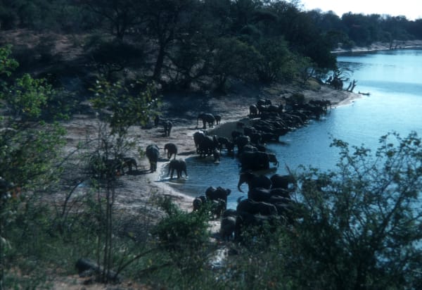 Chobe River Elephant Concentration