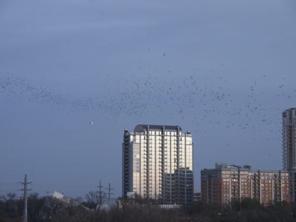 Congress Avenue Bridge Bat Emergence