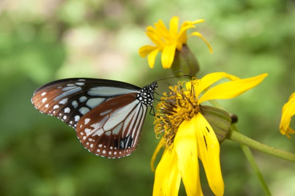 Daito Islands Butterfly Mass Migration