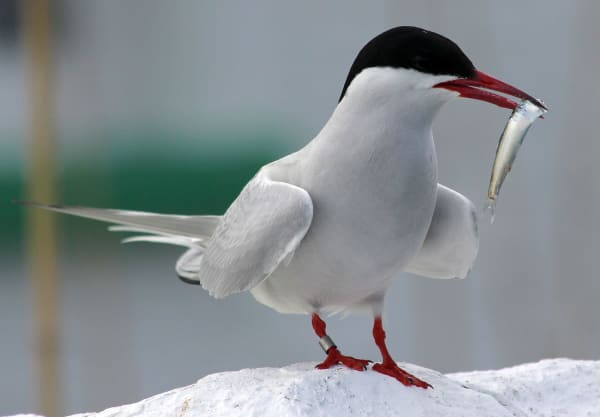 Farne Islands Arctic Tern Nesting Season