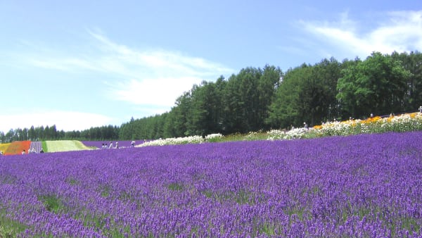 Furano Lavender Bloom