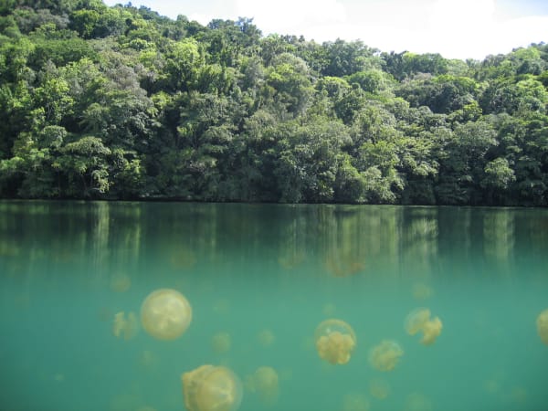 Golden Jellyfish Swarm (Jellyfish Lake, Ongeiml Tketau)