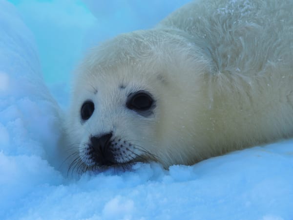 Harp Seal Pupping, Gulf of St. Lawrence