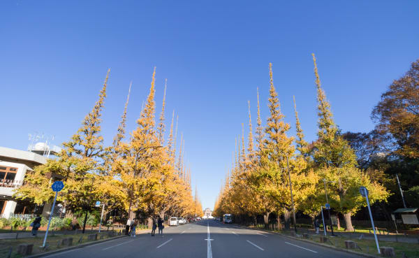 Icho Namiki Ginkgo Gold (Tokyo)