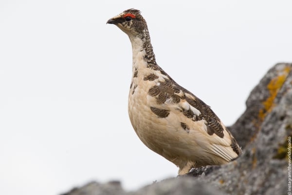 Japanese Rock Ptarmigan (Raicho)