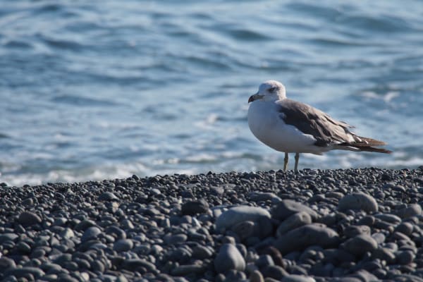 Kabushima Black-tailed Gull Breeding Colony