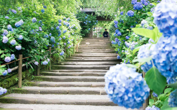 Meigetsuin Hydrangea Sea (Kamakura)