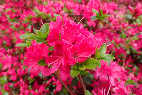 Miyamakirishima Azalea Bloom