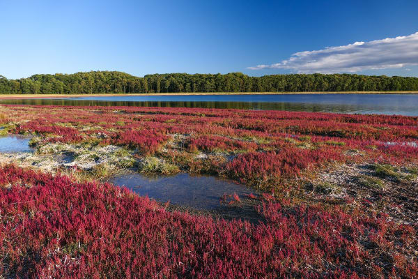Notoro Lake Sango Grass Red Carpet