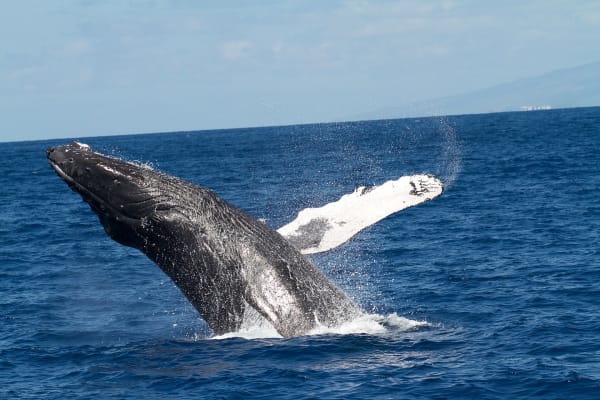 Ogasawara Humpback Whale Season