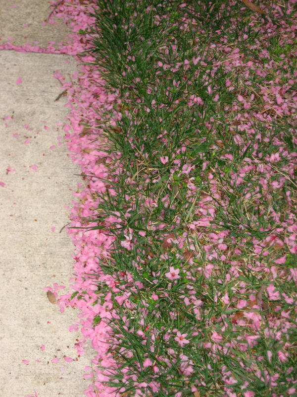 Sakura Fubuki (Cherry Blossom Petal Blizzard)
