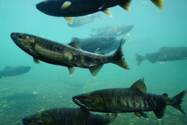 Sapporo Urban Salmon Run
