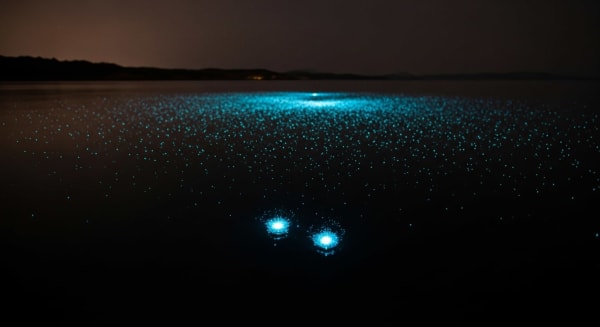 Sea Firefly (Umi-hotaru) Swarms