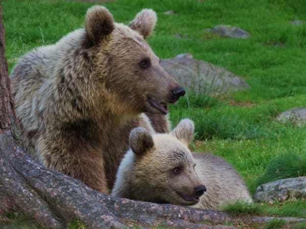 Shiretoko Brown Bears (Salmon Run)