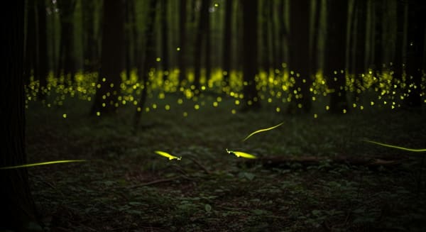 Yaeyama Himebotaru Firefly Illumination