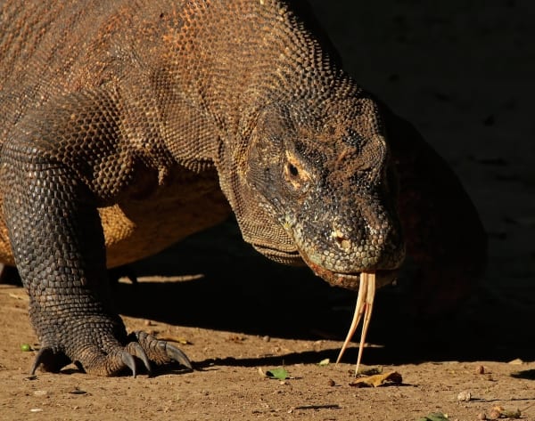Komodo Dragon Mating Season