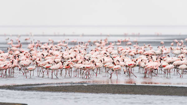 Lesser Flamingo Chick Hatch (Lake Natron)