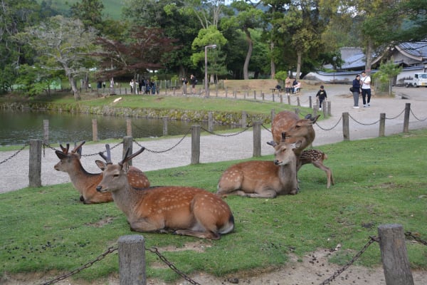 Nara Park Shikadamari (Summer Deer Huddle)