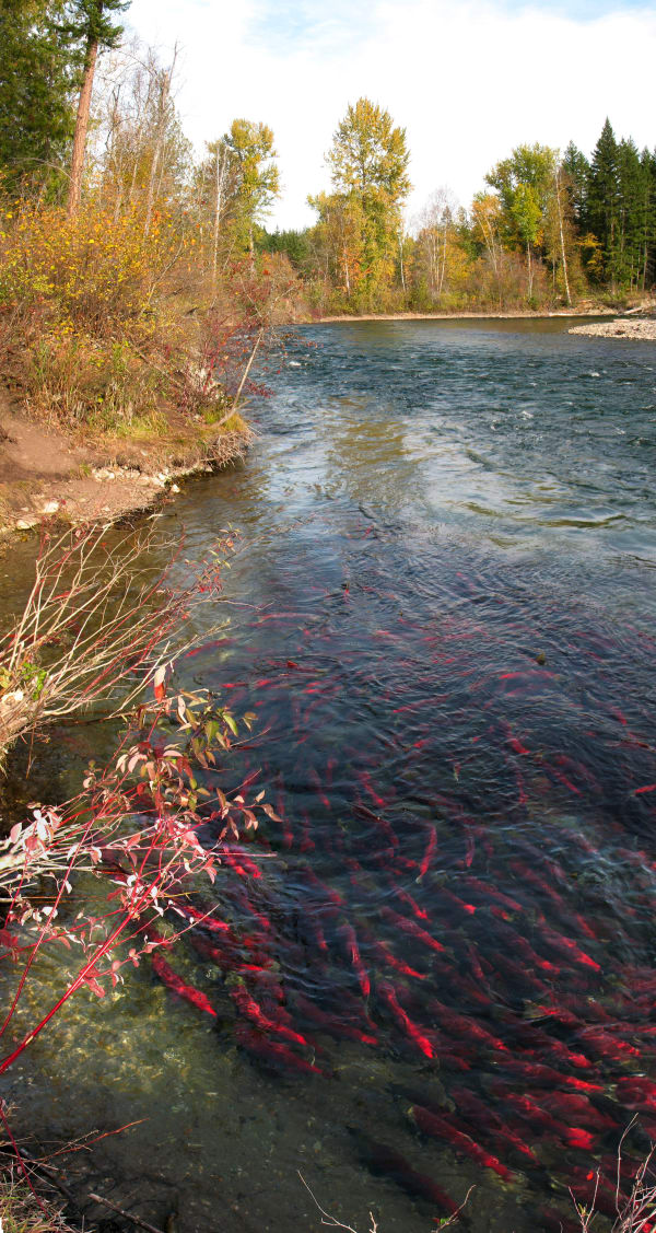 Adams River Sockeye Salmon Run