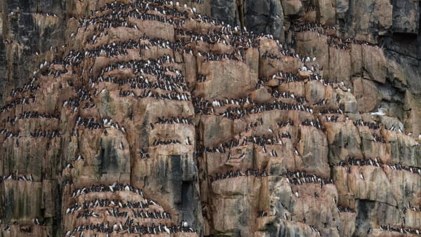 Alkefjellet Brunnich's Guillemot Cliff Nesting