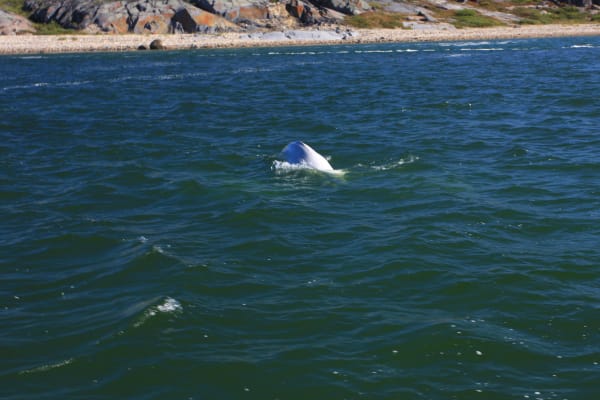 Beluga Whale Estuary Aggregation (Churchill)