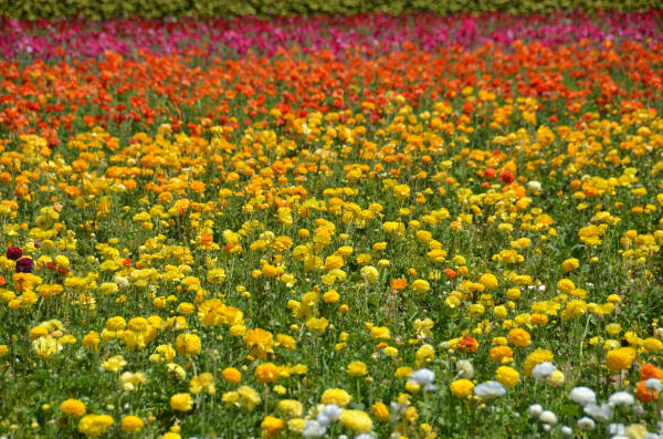 Carlsbad Ranunculus Flower Fields