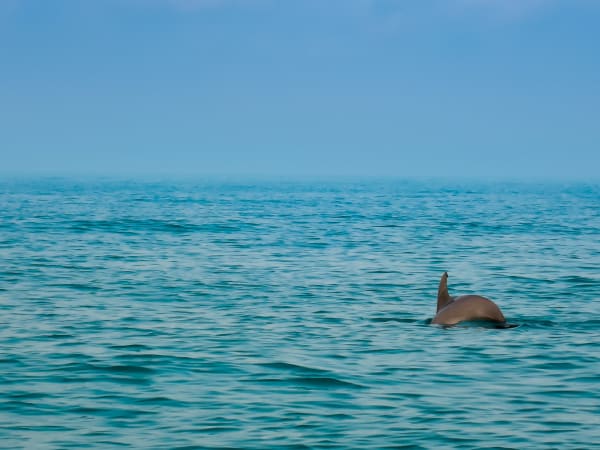 Holbox Whale Shark Feeding Aggregation