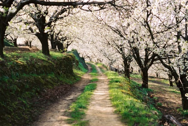 Jerte Valley Cherry Blossom Carpet