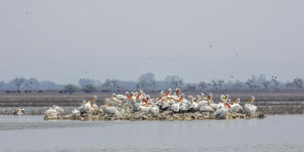 Lake Kerkini Dalmatian Pelican Nesting Mega-Colony