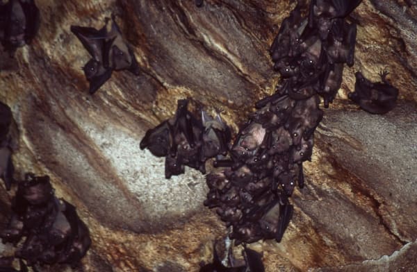 Ankarana Cave Bat Emergence