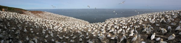 Bonaventure Island Northern Gannet Colony