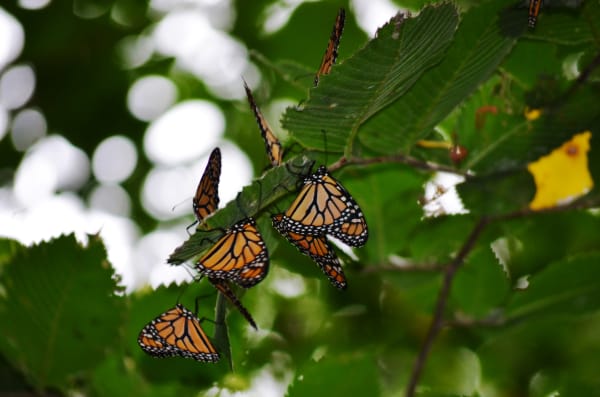 Cape May Monarch Butterfly Roosting