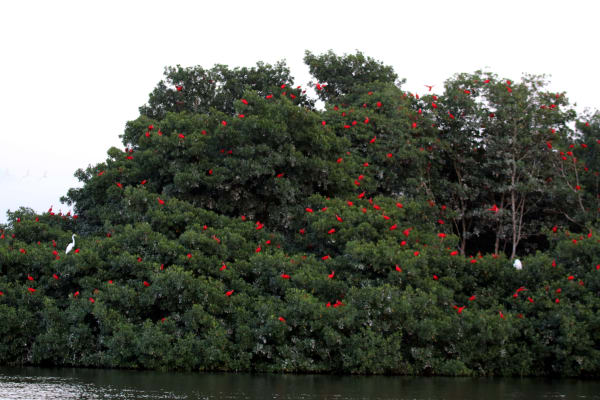 Caroni Swamp Scarlet Ibis Sunset Roost