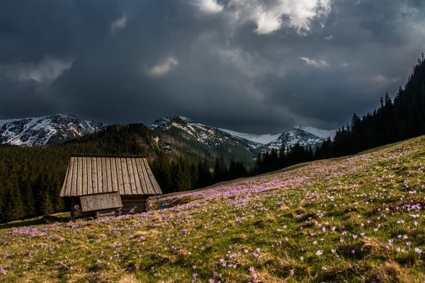 Chochołowska Valley Crocus Purple Carpet