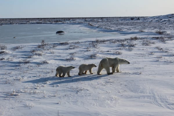 Churchill Polar Bear Congregation
