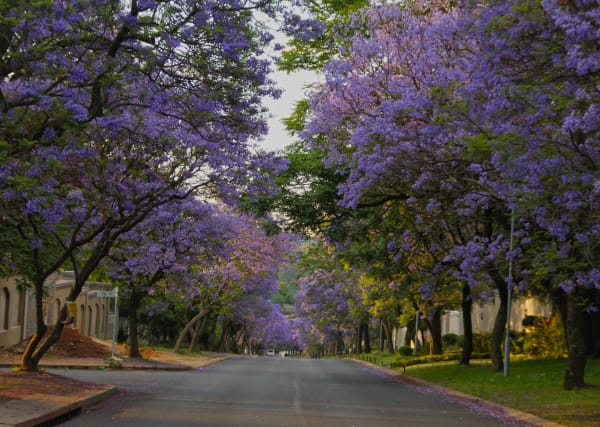 Jacaranda Purple Canopy