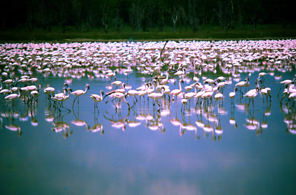 Lake Bogoria Flamingo Pink Surge