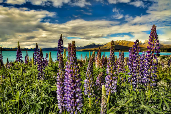 Lake Tekapo Lupin Bloom