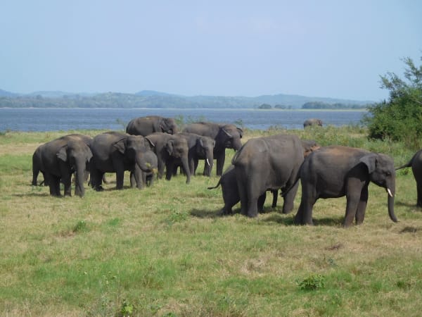 Minneriya Elephant Gathering