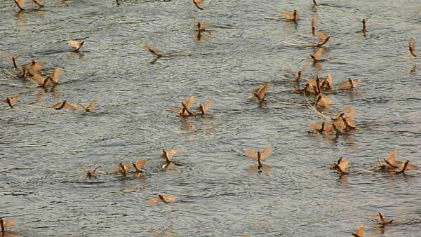 Tisza River Mayfly Mass Hatch (tiszavirág)
