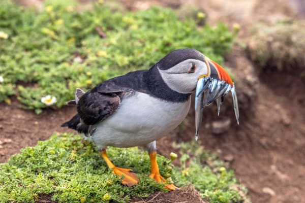 UK Atlantic Puffin Breeding Season