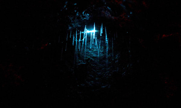 Waitomo Glowworm Caves