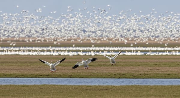 Alaska Snow Geese Spring Blastoff