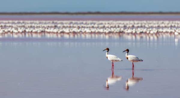 Banded Stilt Mass Breeding (Inland Salt Lakes)