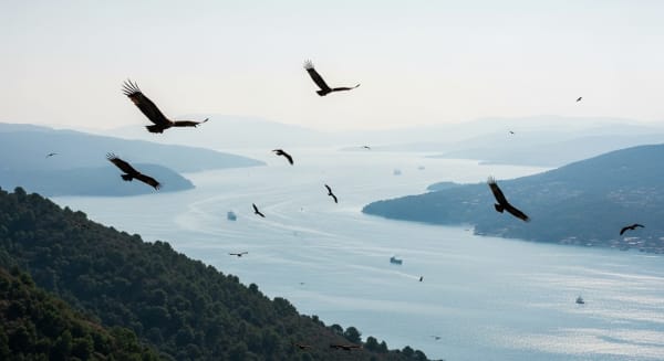 Bosphorus Raptor Migration