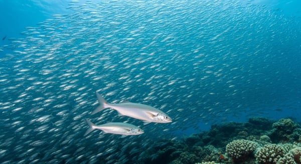 Cabo Pulmo Jackfish Tornado